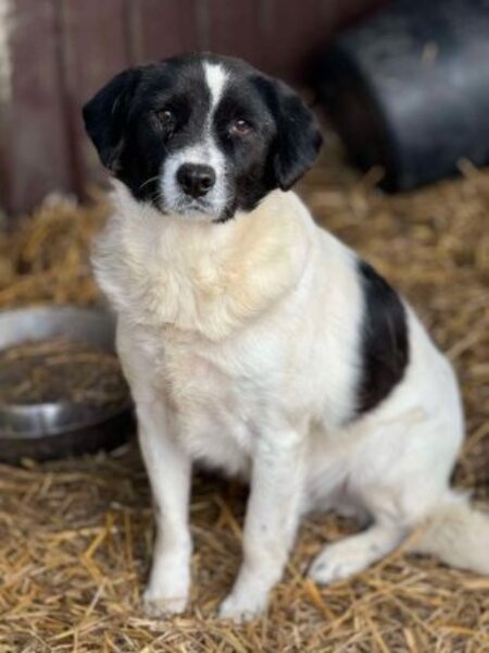 Adopter Prince