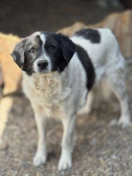 Adopter Prince