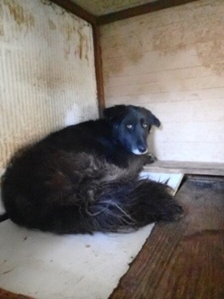 Adopter Priya