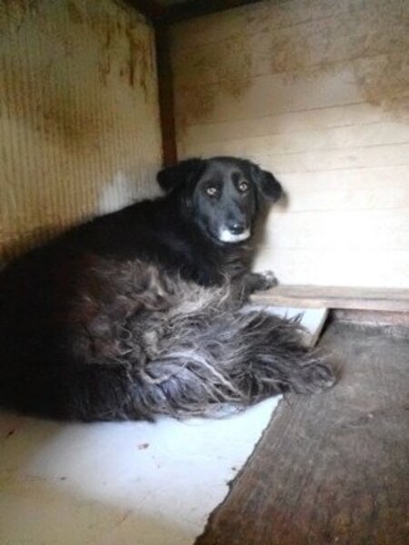 Adopter Priya