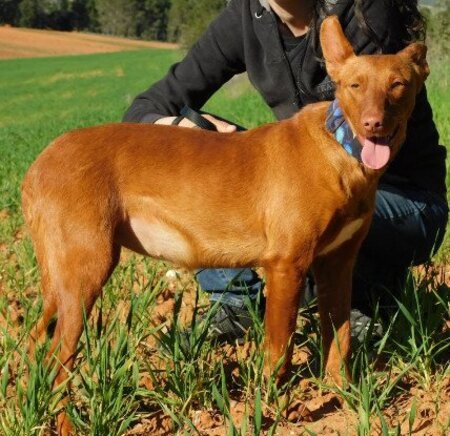 Adopter Promisse