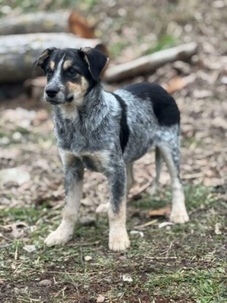 Adopter Prume