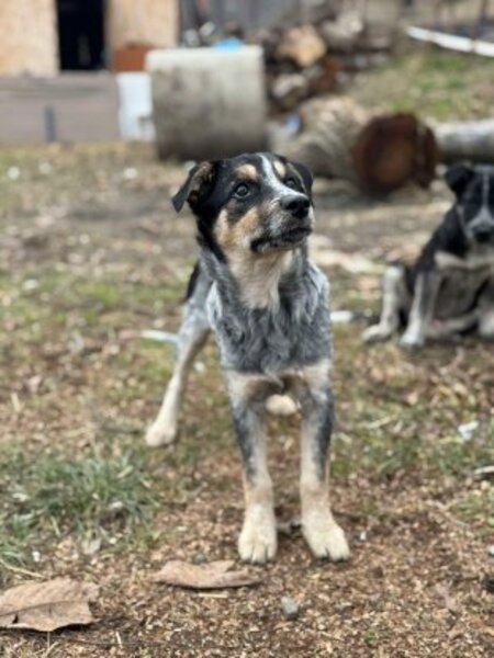Adopter Prume