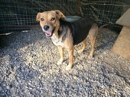 Adopter Prunelle