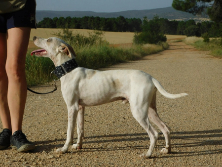 Adopter Puck