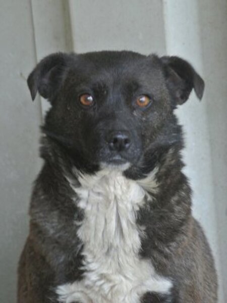 Adopter Qora