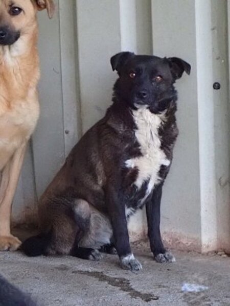 Adopter Qora