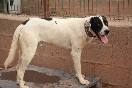 Adopter Radiante