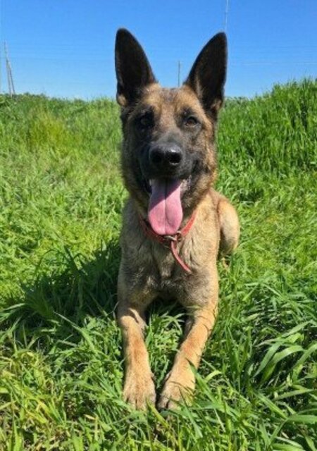 Adopter Ragnar