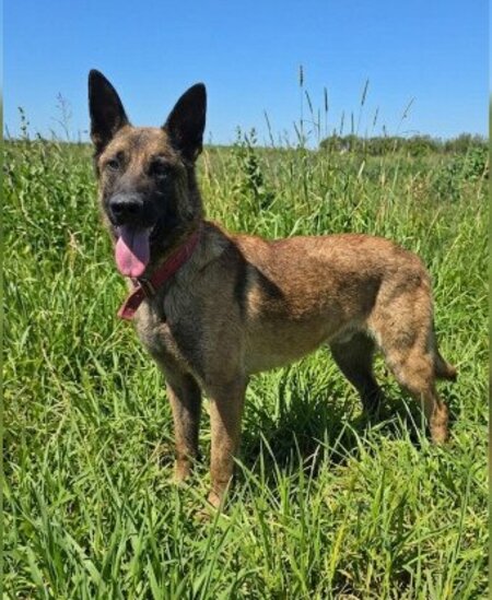 Adopter Ragnar