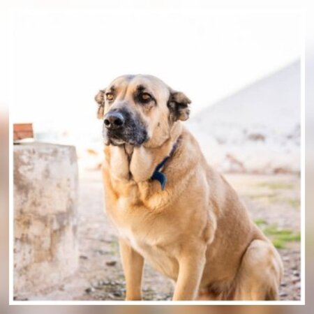 Adopter Raika