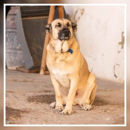 Adopter Raika