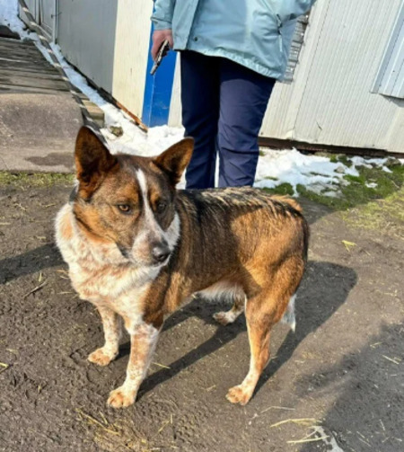 Adopter Rainbow