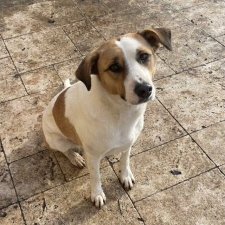 Adopter Raiponce