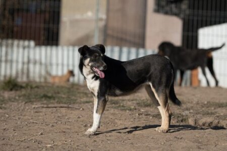 Adopter Rajah