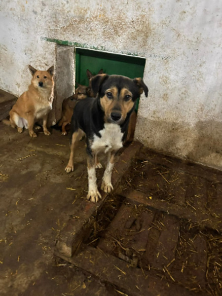 Adopter Rajah