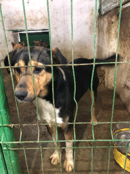 Adopter Rajah