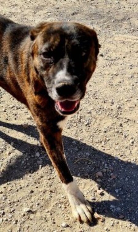 Adopter Ralf