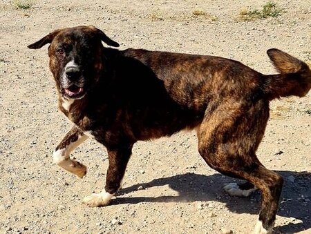 Adopter Ralf