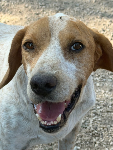 Adopter Rambo