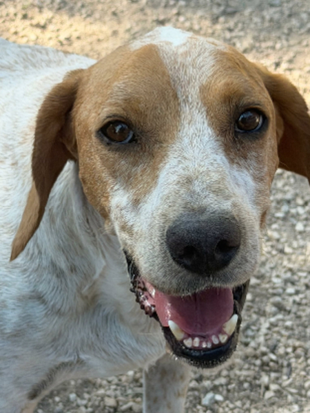 Adopter Rambo