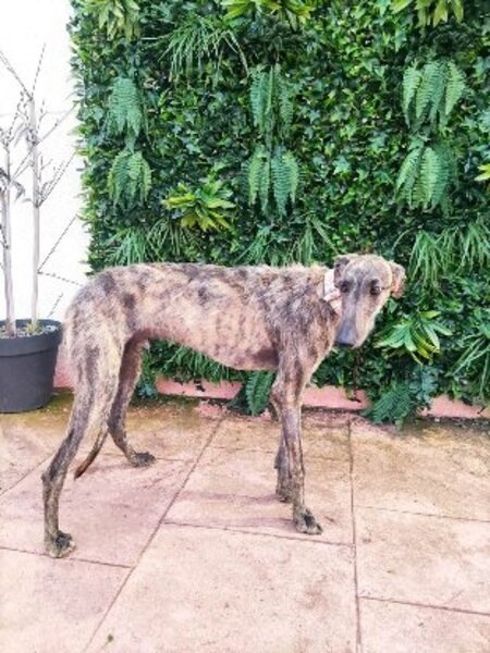 Adopter Ranmi