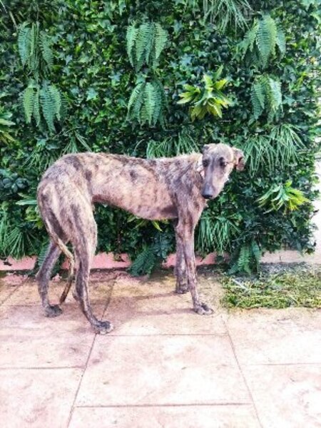 Adopter Ranmi
