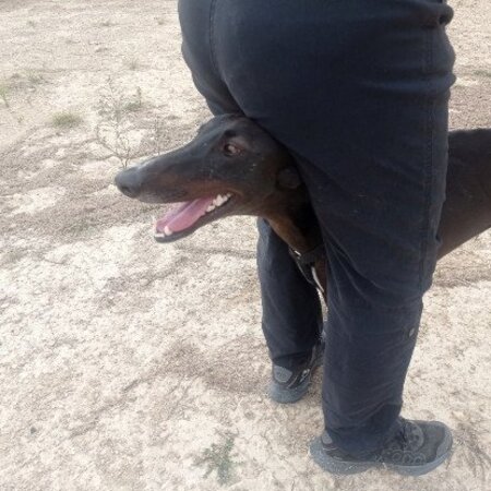 Adopter Rasmia