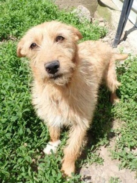 Adopter Ratcha