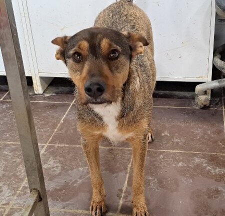 Adopter Raton