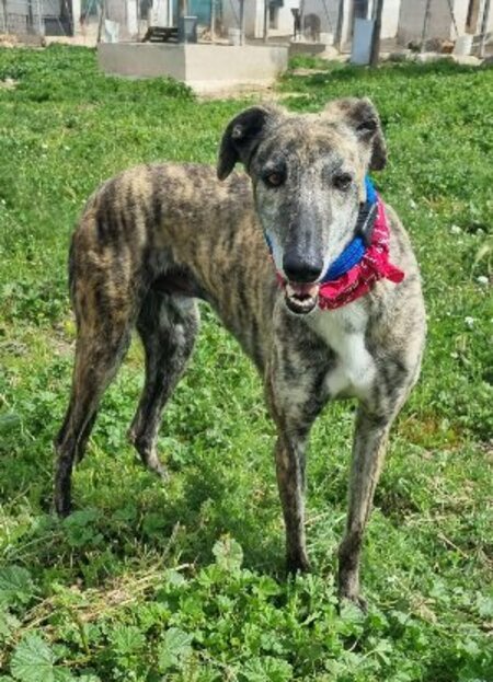 Adopter Rayo