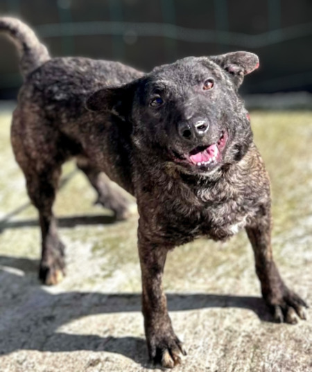 Adopter Réglisse
