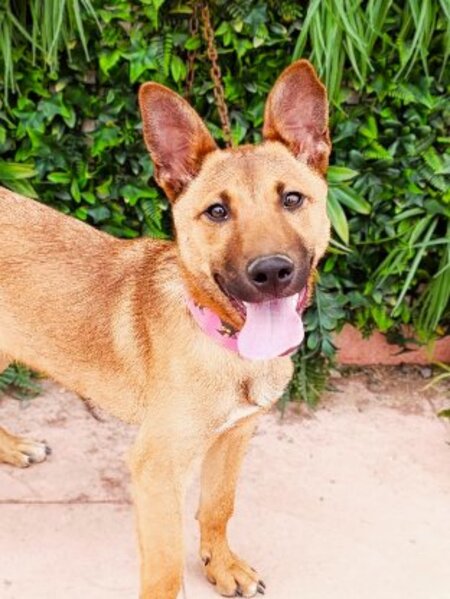 Adopter Reiner