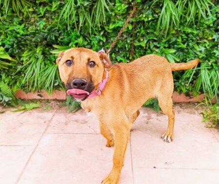 Adopter Reiner