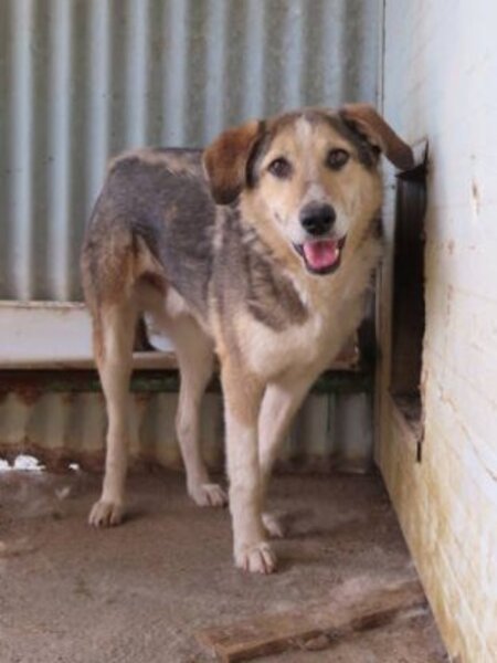 Adopter Reno