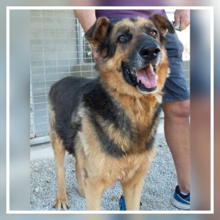 Adopter Rey
