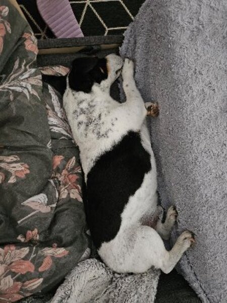 Adopter Ricky