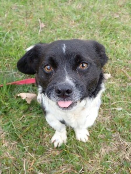 Adopter Rimini