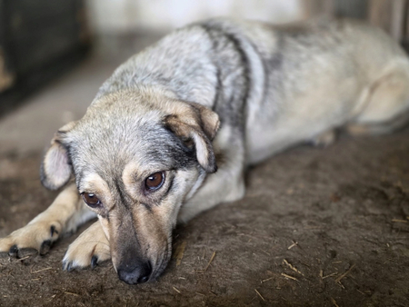 Adopter Rinah