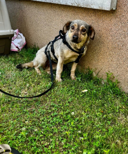 Adopter Rinah