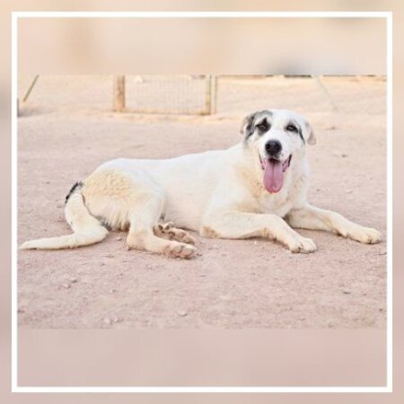 Adopter Rio
