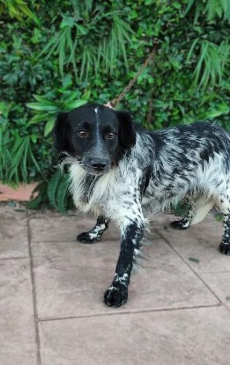 Adopter Riordan