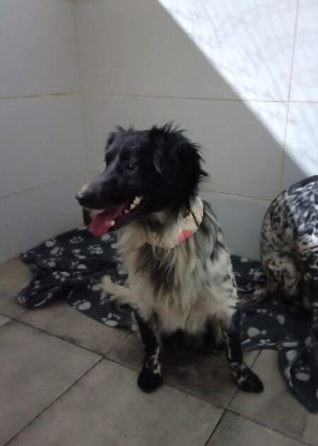 Adopter Riordan