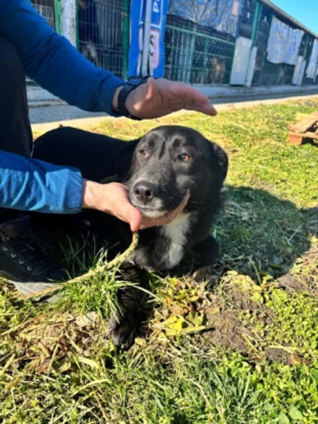 Adopter Riri