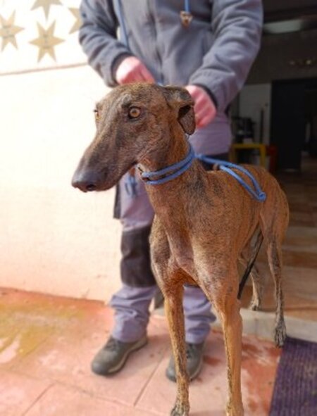 Adopter Robe