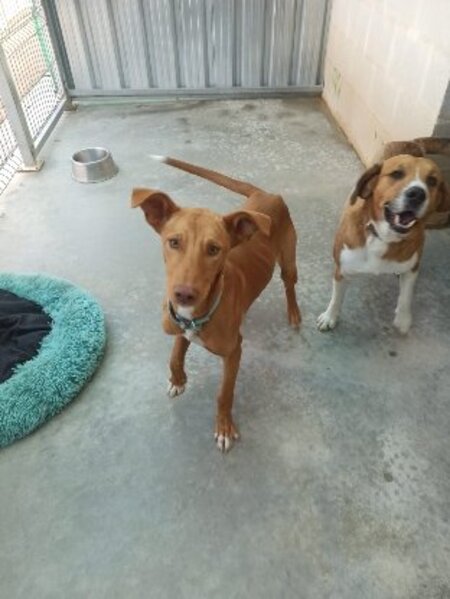 Adopter Robert
