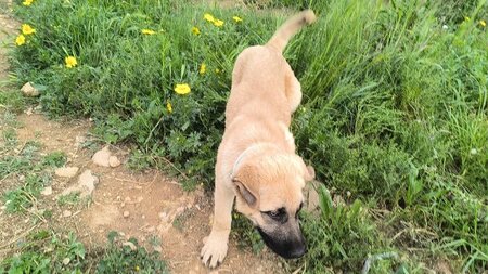 Adopter Rocco