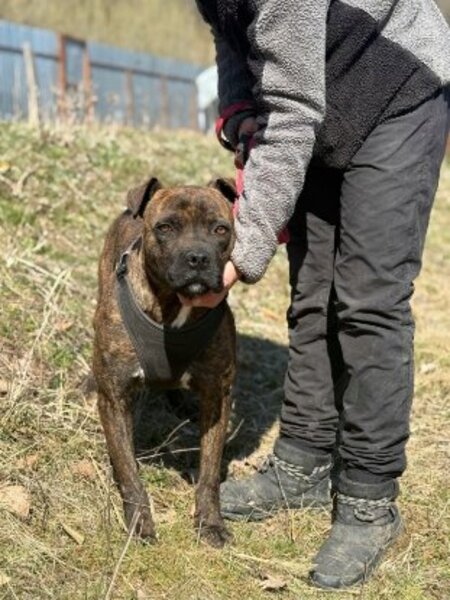 Adopter Rock
