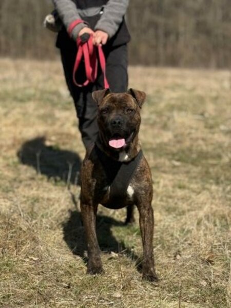 Adopter Rock