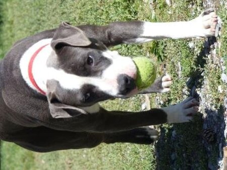 Adopter Rocky